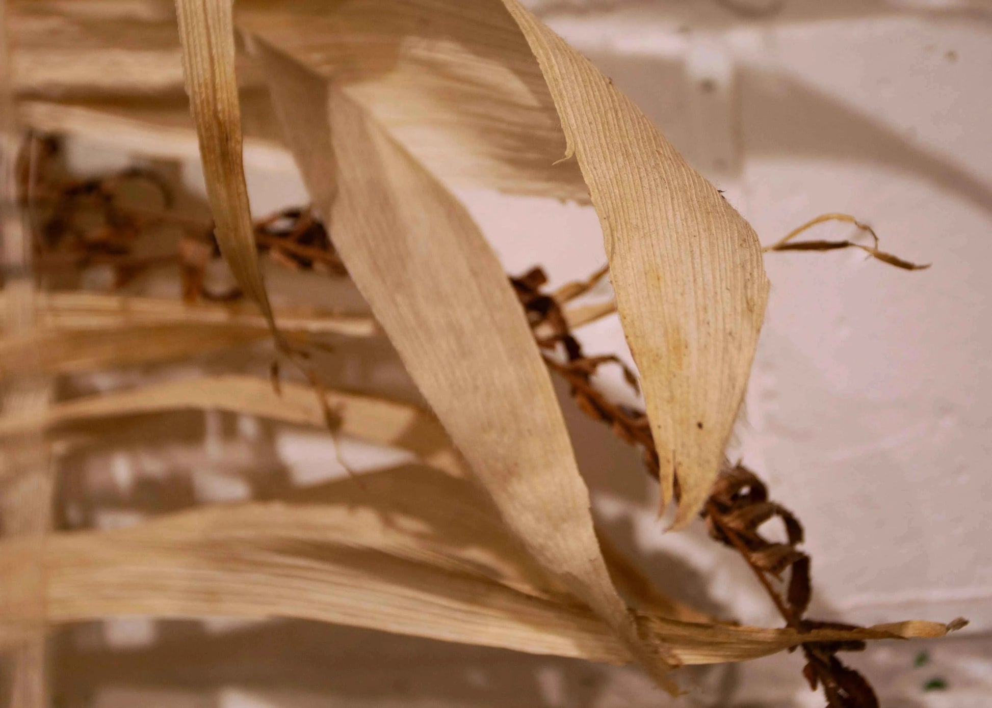 Awesome wall art made from natural corn leaves.
